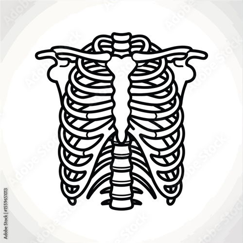 Human Rib Cage Skeleton Outline Vector Illustration for Medical or Halloween