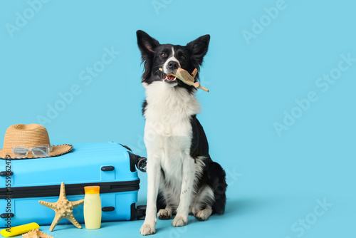 Cute Border Collie dog with...