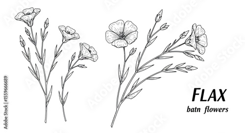 Elegant floral line art vector illustration for botanical designs