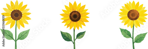 Illustration of Three Colorful Sunflowers with Green Stems and Leaves on White Background                                                             