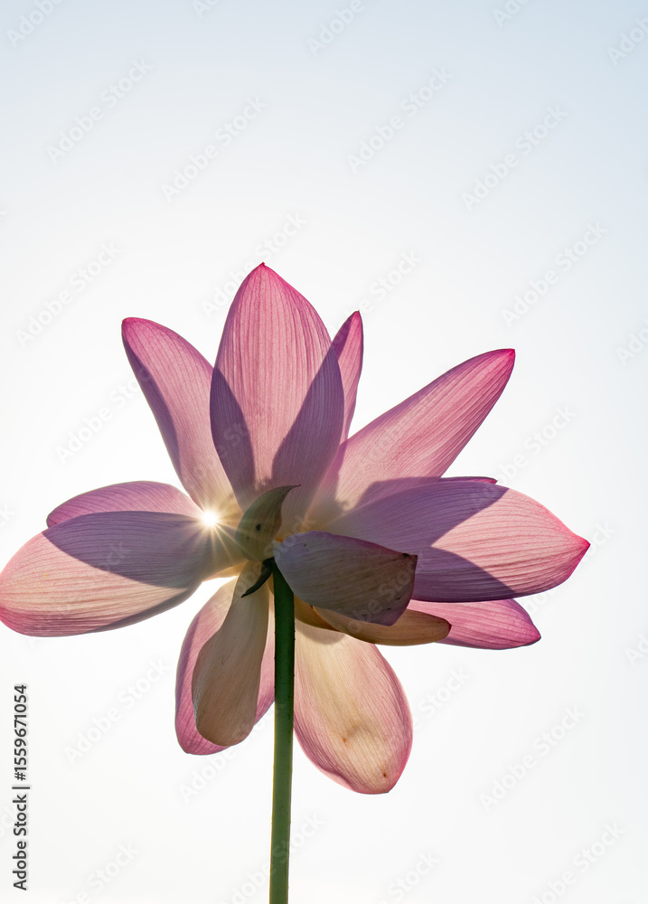 Fototapeta premium 하얀 하늘을 배경과 연꽃에 비친 강렬한 태양