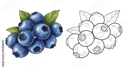 Blueberry Coloring Page with Full Color and Outline Berry Art Educational Kids Activity