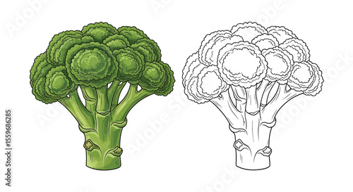 Broccoli Coloring Page with Full Color and Outline Vegetable Art Educational Kids Activity