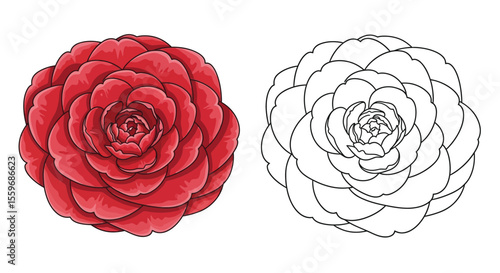 Camellia Flower Coloring Page for Kids and Adults with Colored and Outline Versions