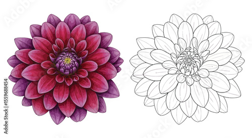 Dahlia Flower Coloring Page with Full Color and Outline Design Botanical Art Activity
