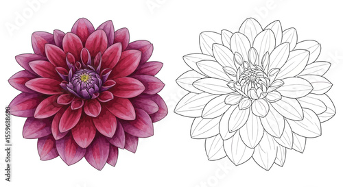 Dahlia Flower Coloring Page for Kids and Adults with Full Color and Outline Versions