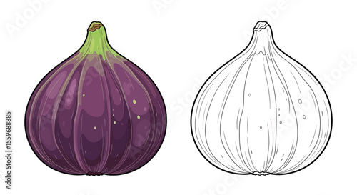 Fig Coloring Page with One Colored and One Outline Fruit Image for Kids Learning