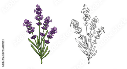 Lavender Flower Coloring Page with Colored and Outline Sprigs Floral Art Design