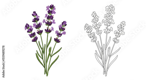 Lavender Flower Coloring Page for Kids and Adults with Colored and Outline Styles