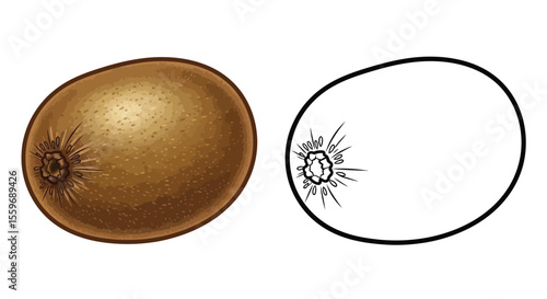Kiwi Fruit Coloring Page with Full Color and Outline Fruit Art Educational Activity