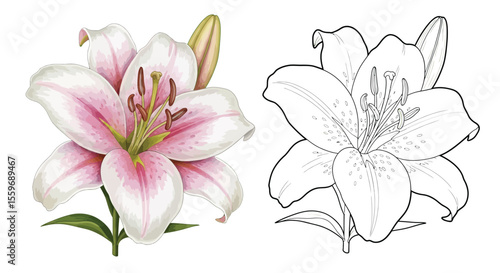 Lily Flower Coloring Page with Full Color and Outline Floral Pairs Botanical Art Activity