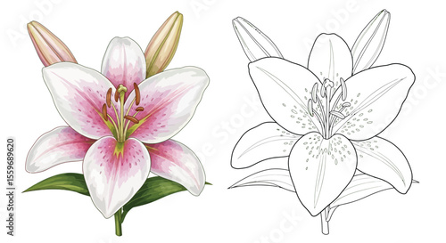 Lily Flower Coloring Page for Kids and Adults with Full Color and Outline Floral Styles