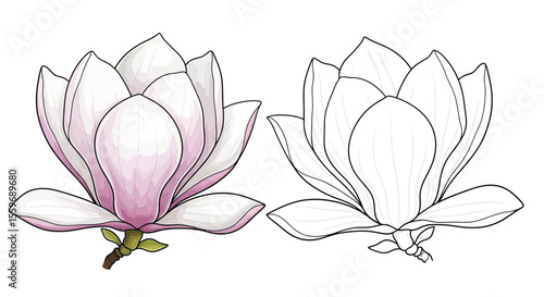 Magnolia Flower Coloring Page with One Colored and One Outline View Botanical Art