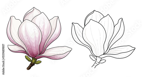 Magnolia Flower Coloring Page for Kids and Adults with Colored and Outline Styles