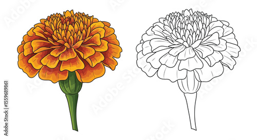 Marigold Flower Coloring Page with Realistic and Outline Styles Floral Art Design