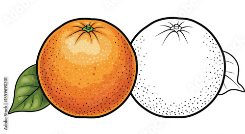 Orange Fruit Coloring Page with Full Color and Line Art Citrus Fruit Educational Activity