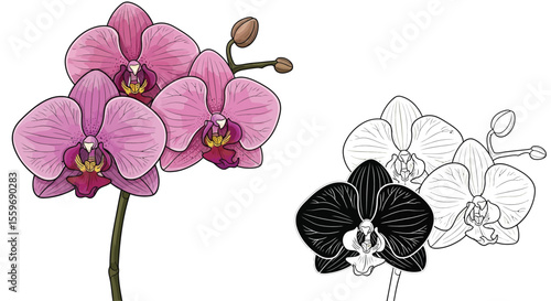 Orchid Flower Coloring Page for Kids and Adults with Colored and Line Art Styles