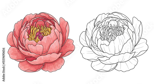 Peony Flower Coloring Page with Colored and Outline Floral Versions Botanical Art