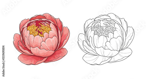 Peony Flower Coloring Page for Kids and Adults with Colored and Outline Floral Styles