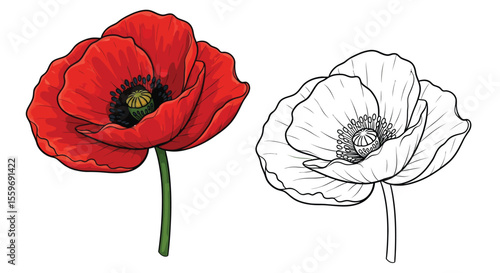 Poppy Flower Coloring Page with Colored and Outline Blooms Floral Art Design
