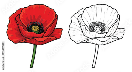 Poppy Flower Coloring Page for Kids and Adults with Colored and Outline Floral Styles