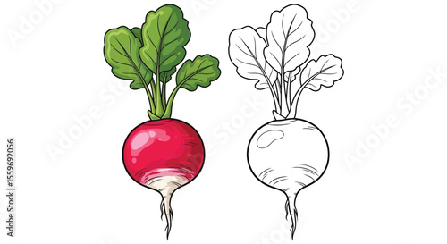 Radish Coloring Page with Full Color and Outline Vegetable Art Educational Activity