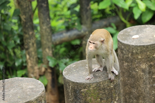 Photography monkey in the forest