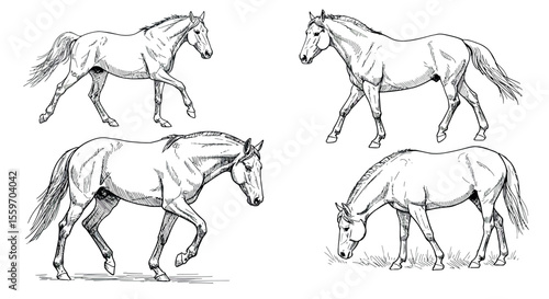 Hand drawn horses vector illustration for design and art projects