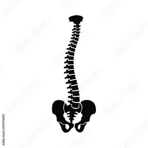 Human spine and pelvis silhouette anatomical illustration on white background