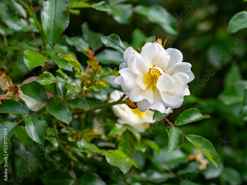 Pink Flower in a Field of Flowers