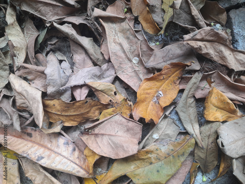 pile of dirty dry leaves, top view images pile of dirty dry leaves, top view images