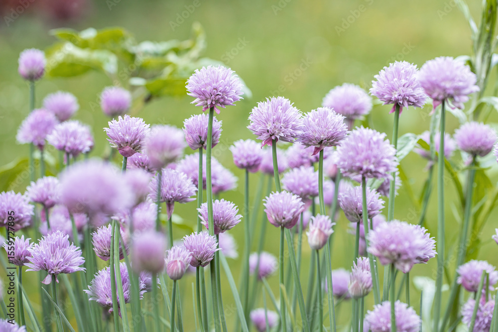 Obraz premium Purple-pink flowers of chives (Allium schoenoprasum).