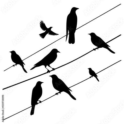 Multiple birds perched and flying on power lines silhouette