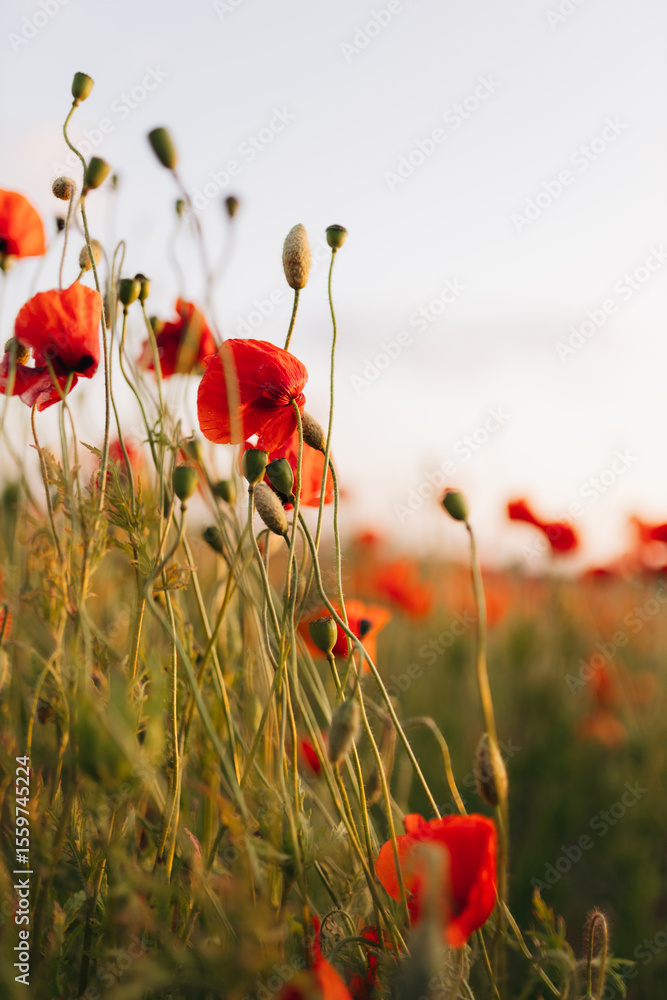 Naklejka premium A stunning and vibrant field filled with blooming red poppies at sunset presents a captivating nature scene that truly brings beauty to life, showcasing the joy and tranquility of the outdoors