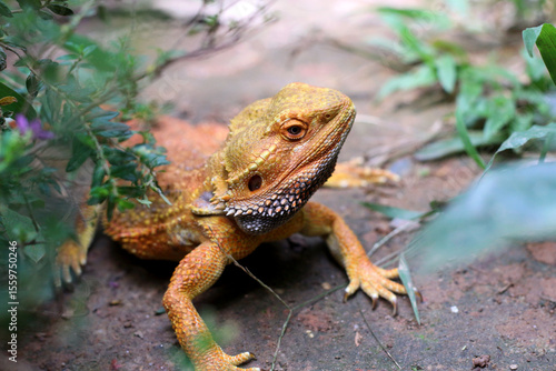Bearded dragon lizard on Natural Habitat ,Close up image of Inland Bearded Dragon (Pogona vitticeps), Australian Bearded Dragon 