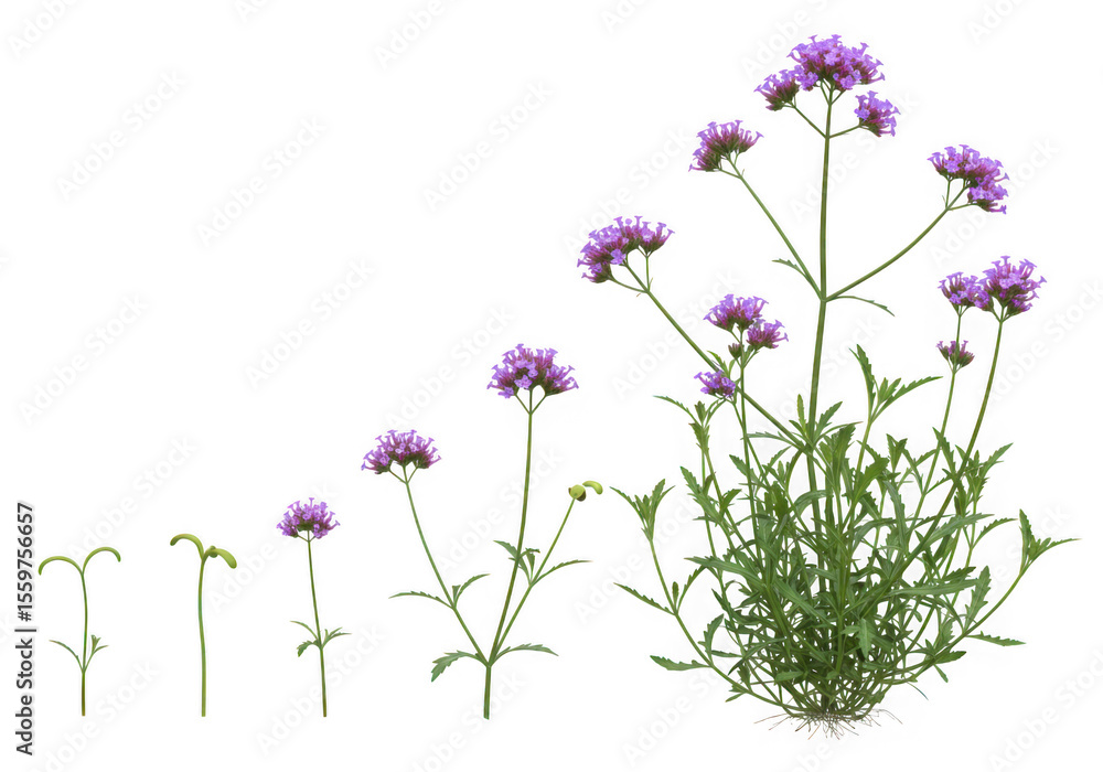 Obraz premium Six stages of verbena growth, from seed to mature plant, isolated on transparent background