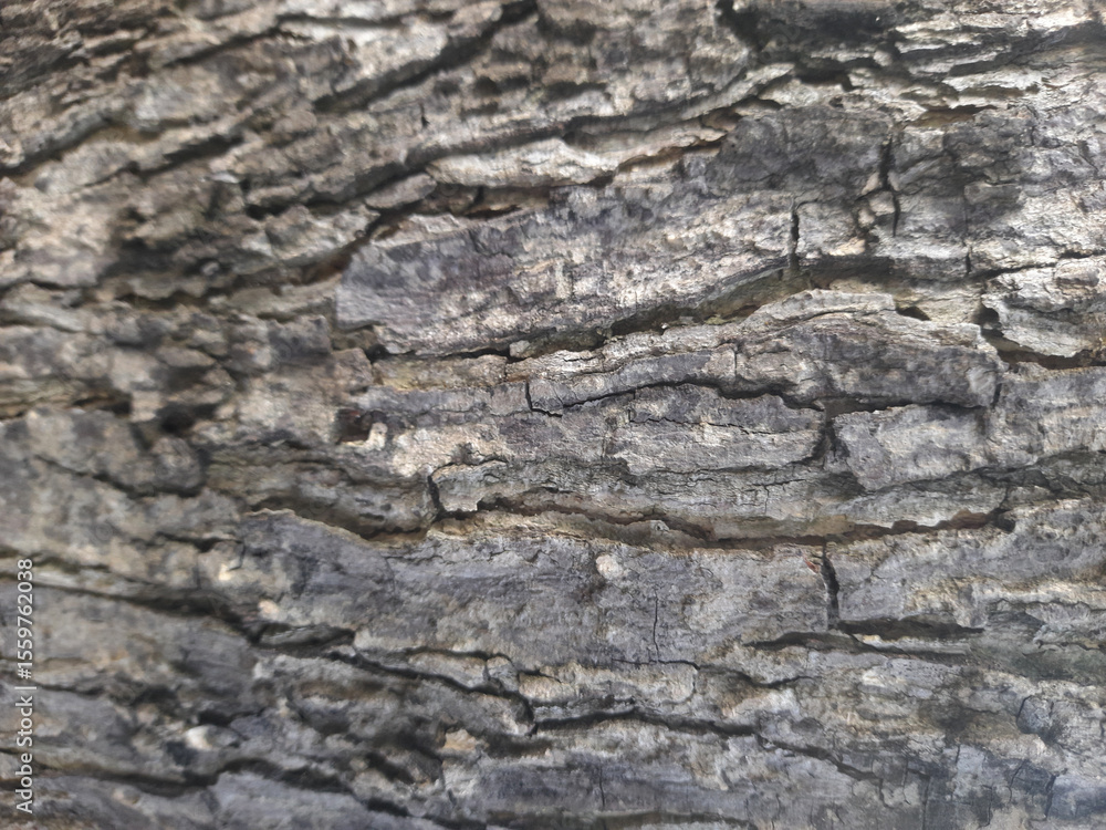 Obraz premium the surface of the bark is old and rough top view images