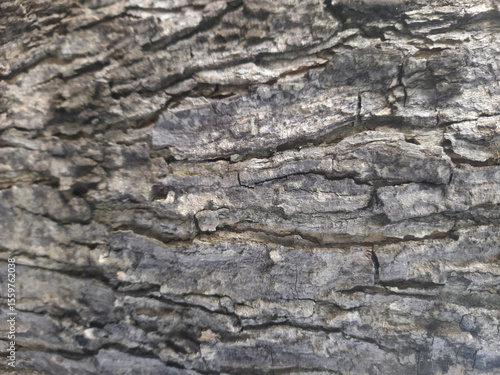 the surface of the bark is old and rough top view images