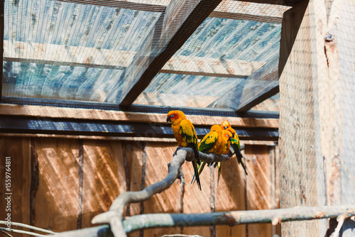 Vibrant and colorful Sun Conures can be seen perched gracefully on a branch within their beautifully designed aviary habitat, showcasing their stunning feathers under the clear sunshine