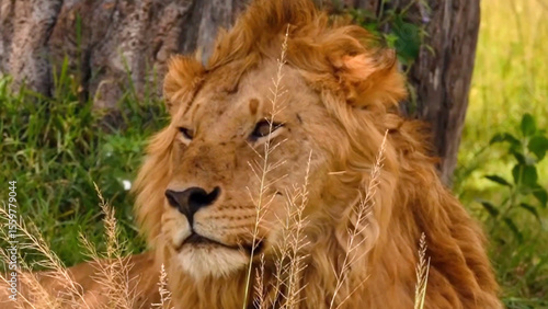 Billede på lærred Meet the majestic male lion, the king of Africa's wild jungle
