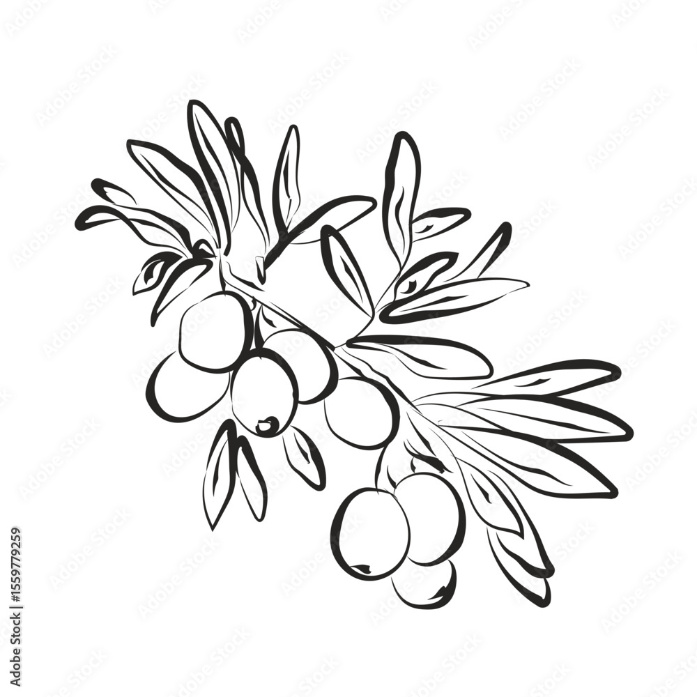 Fototapeta premium Olive Leaves Branch Vector Hand Drawn Illustration. Minimalist Olive Leaf Branch Art. Outline Floral Leaf Nature Template. Botanical Design for Textile, Fabric and Wrapping Paper.