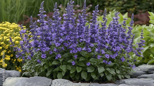 Blooming salvia flowers provide vibrant hues in a garden setting, complementing the peaceful atmosphere of landscaped outdoors.