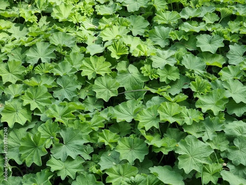 Green leaves in the garden. Plant name is Alchemilla mollis.
