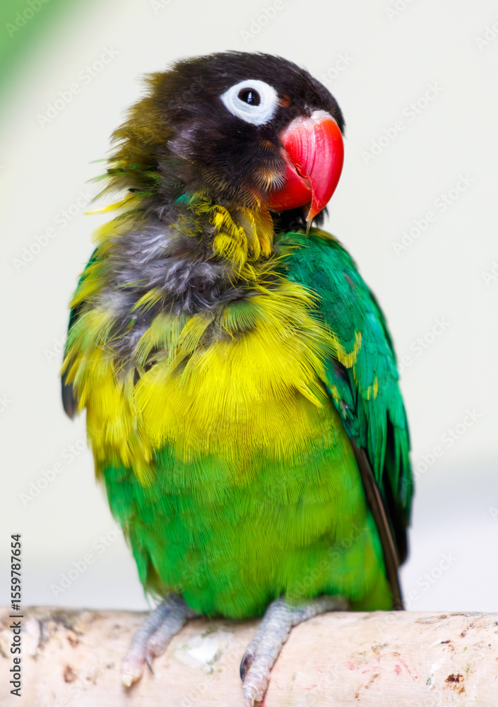 Fototapeta premium A green and yellow parrot is perched on a branch