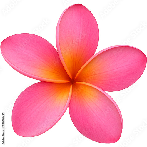 Frangipani flowers that have fallen to the ground
