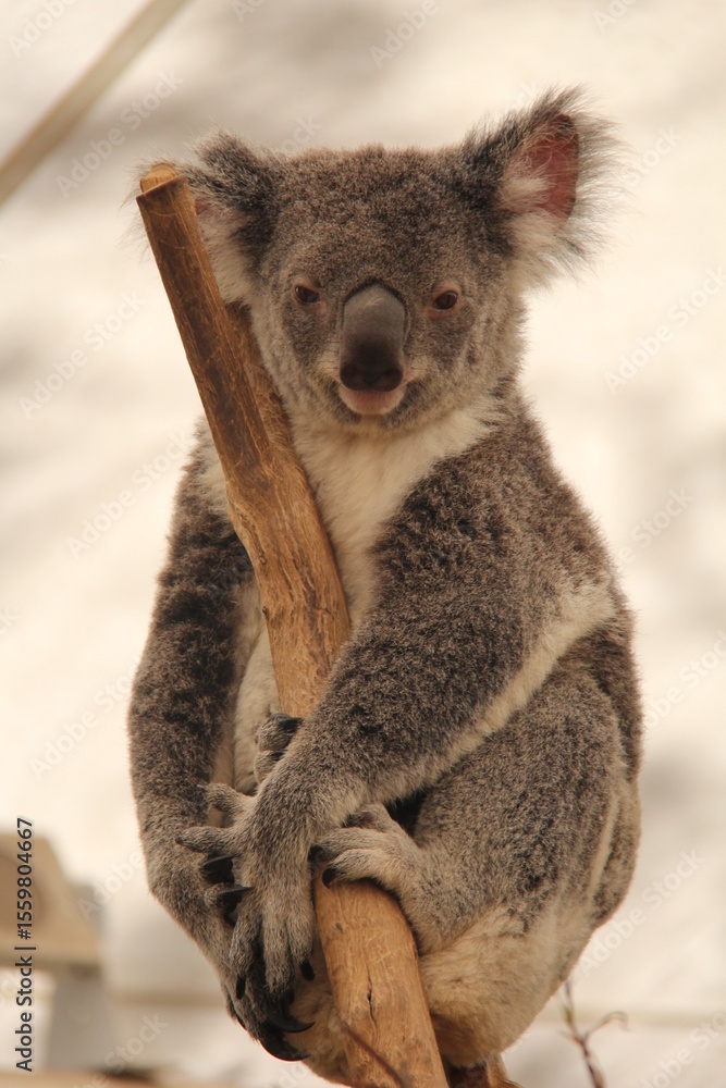 Fototapeta premium koala on a tree branch