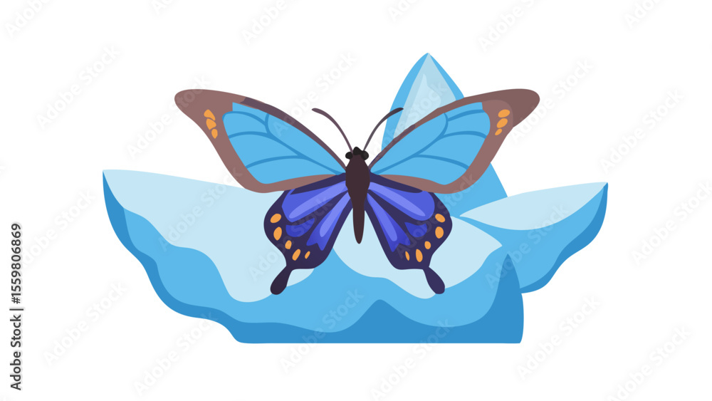 butterfly on white background butterfly on white background