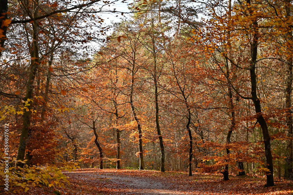 Naklejka premium Colorful Autumn Forest Path with Golden Leaves and Sunlight