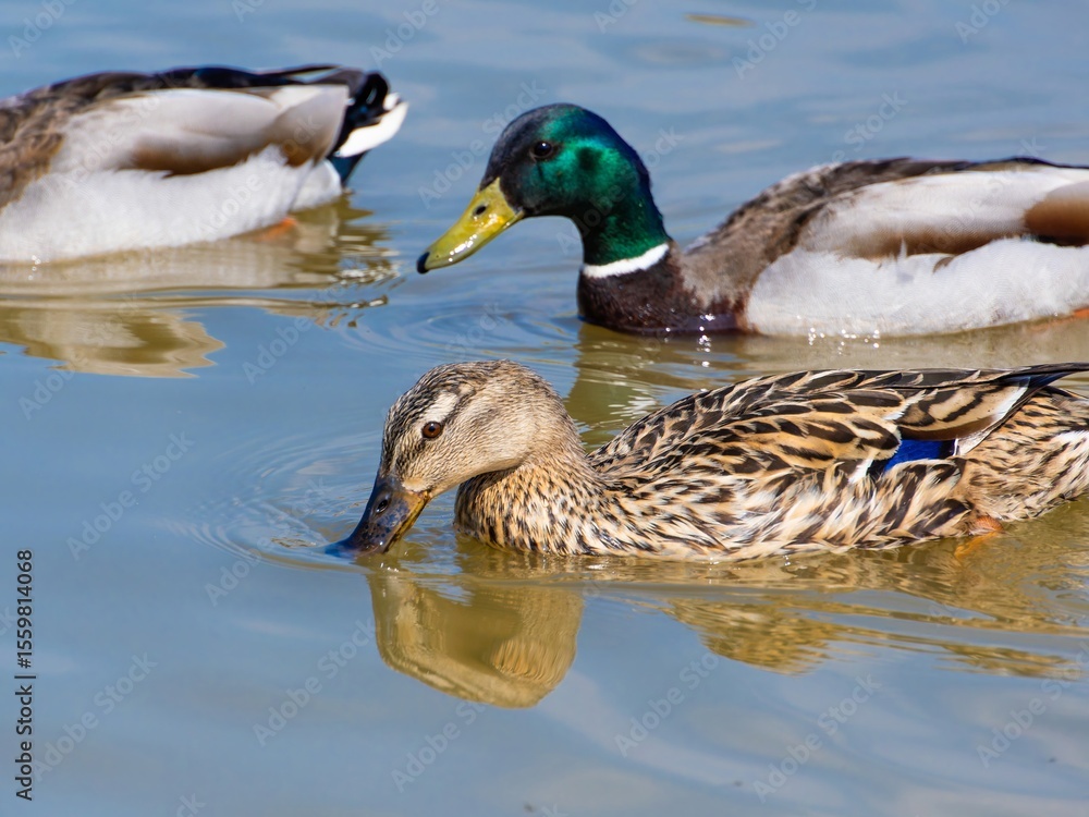 Fototapeta premium Closeup of a male mallard duck swimming in a lake, canard colvert. tranquil water surface, capturing a serene moment in nature, perfect for wildlife and birdwatching.