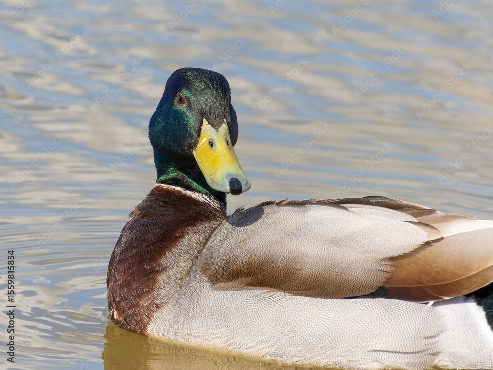 Obraz premium Closeup of a male mallard duck swimming in a lake, canard colvert. tranquil water surface, capturing a serene moment in nature, perfect for wildlife and birdwatching.